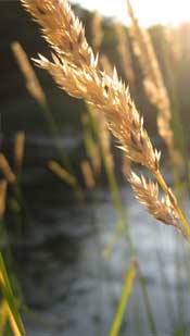 Golden Cereal Grains